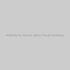 Image of Antibody for Human alpha Tubulin Antibody